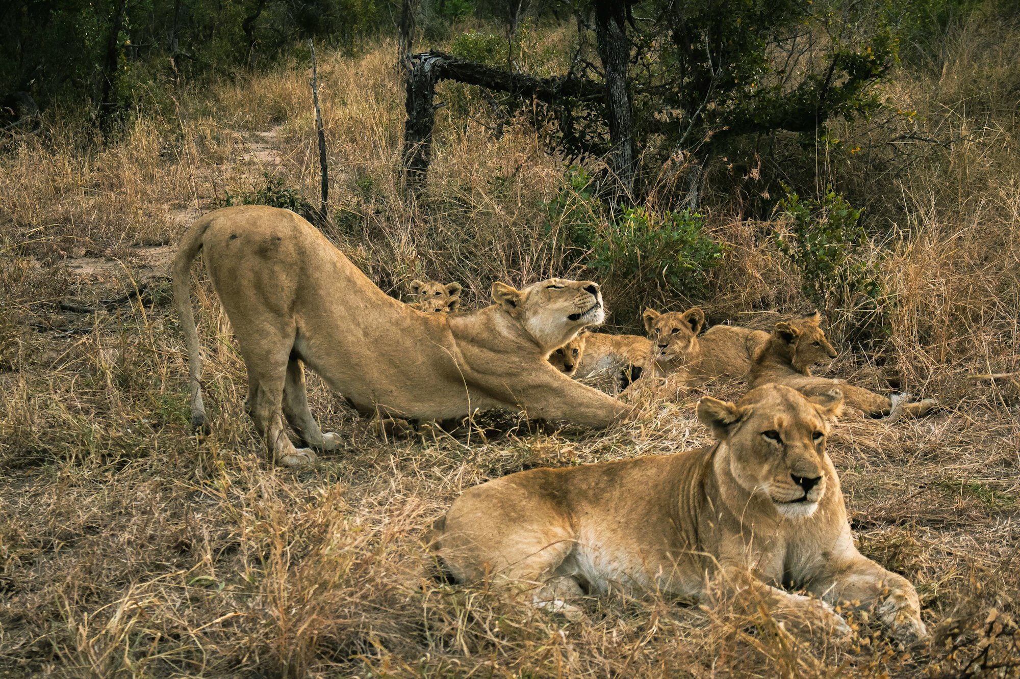 Lion Family in the afternoon - Kreuger National Park
