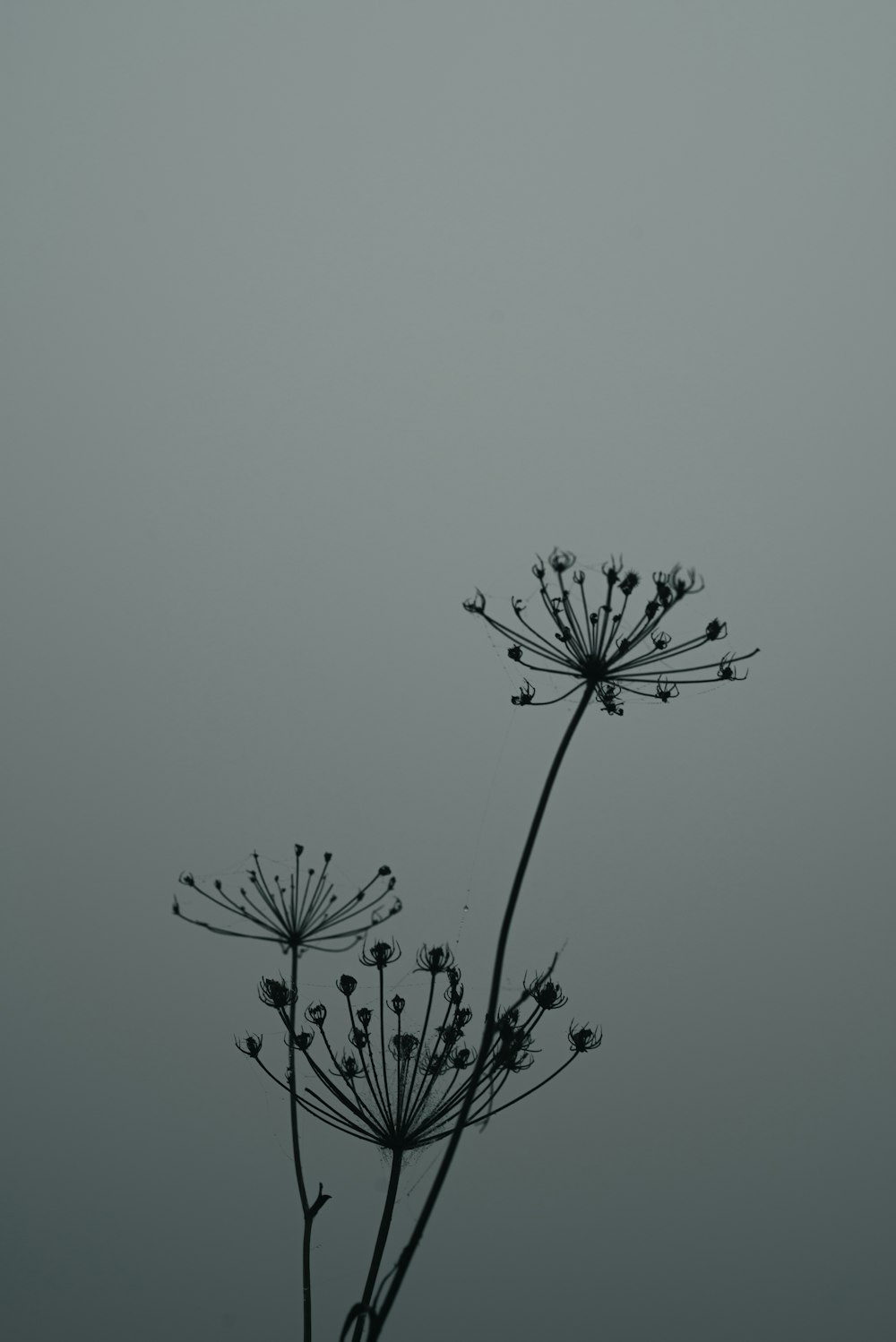 a black and white photo of two flowers