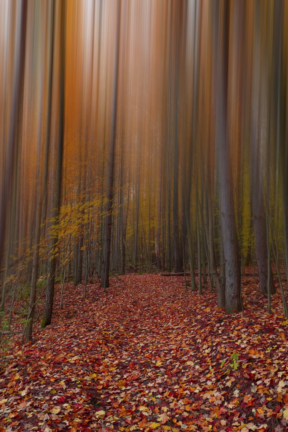 a forest filled with lots of trees covered in leaves