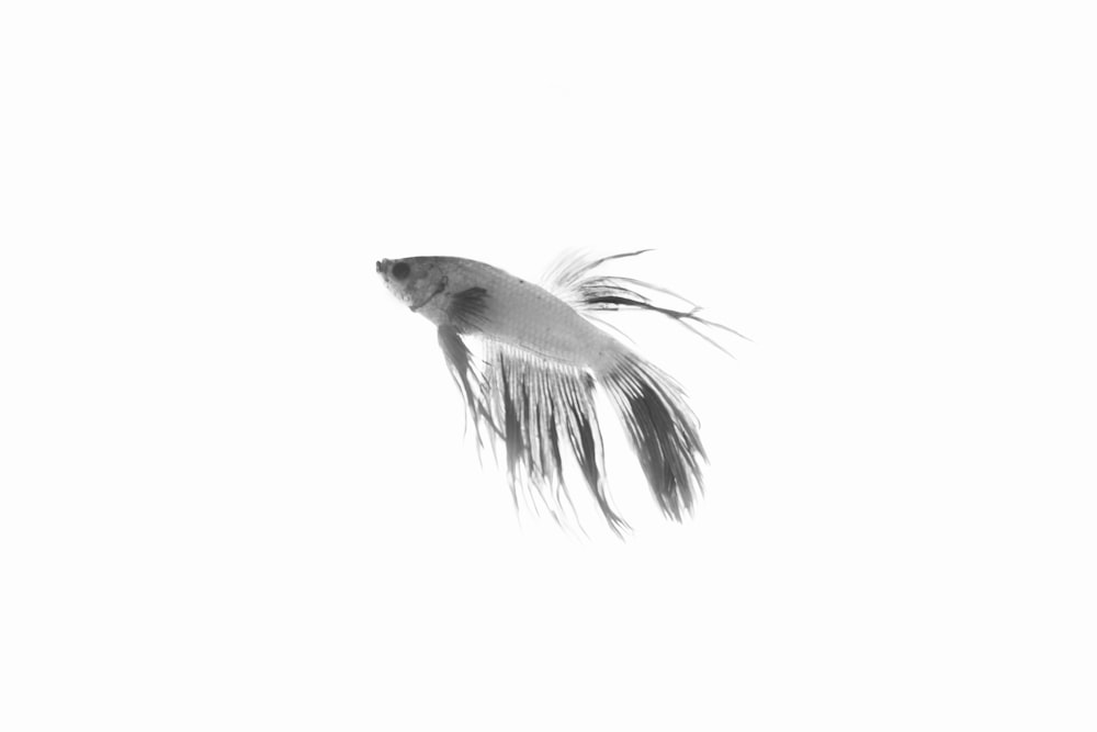 Una foto en blanco y negro de un pez en el aire