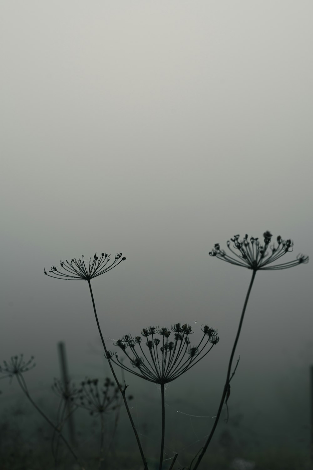 a group of flowers sitting on top of a lush green field