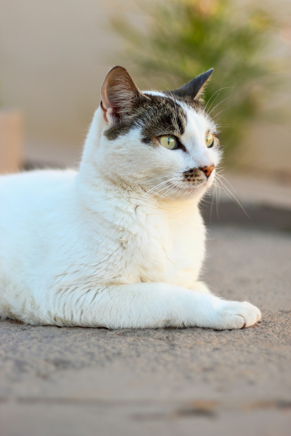 a white cat laying down on the ground