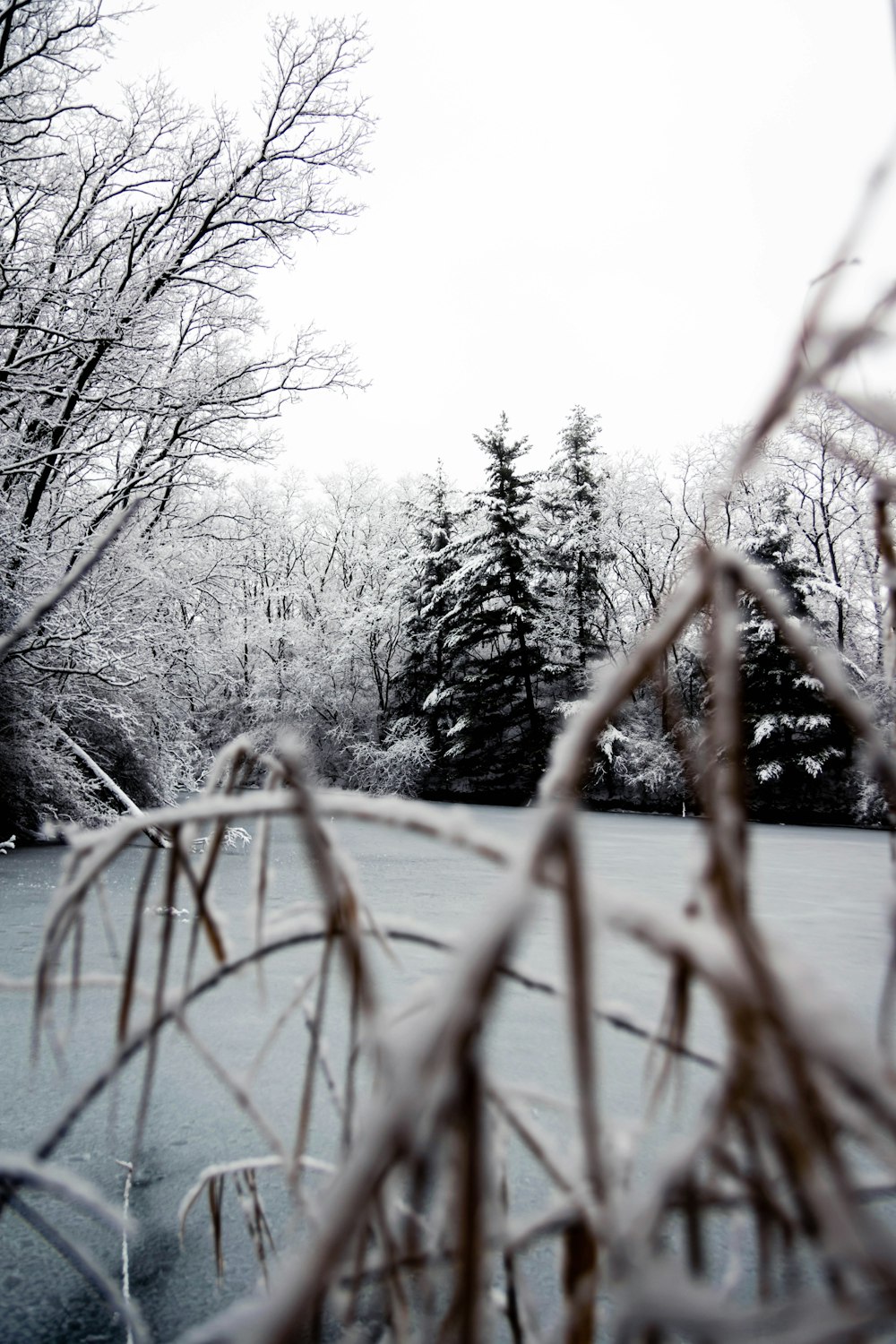 a frozen lake with trees in the background