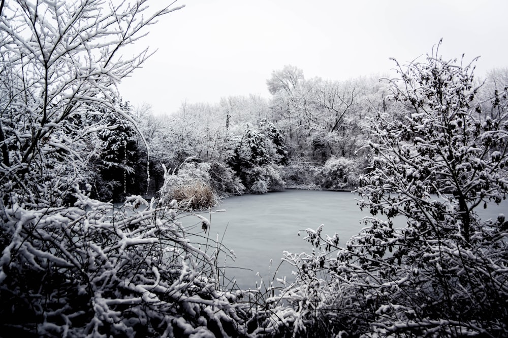 a lake surrounded by trees covered in snow