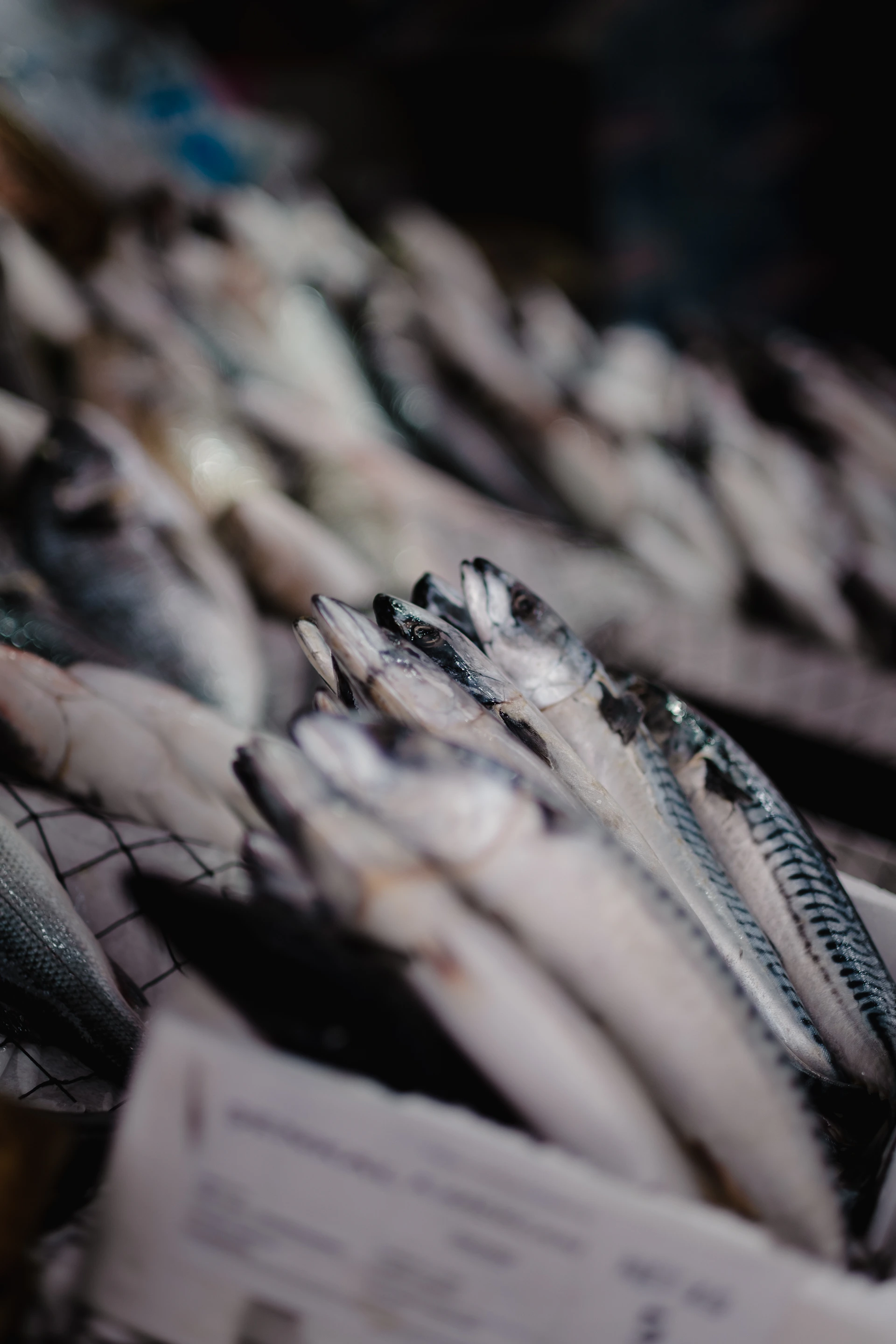 a bunch of fish sitting on top of a table