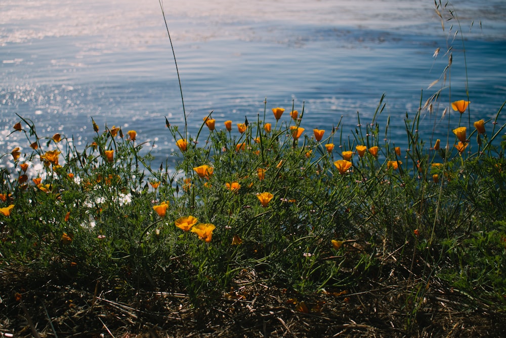 a body of water