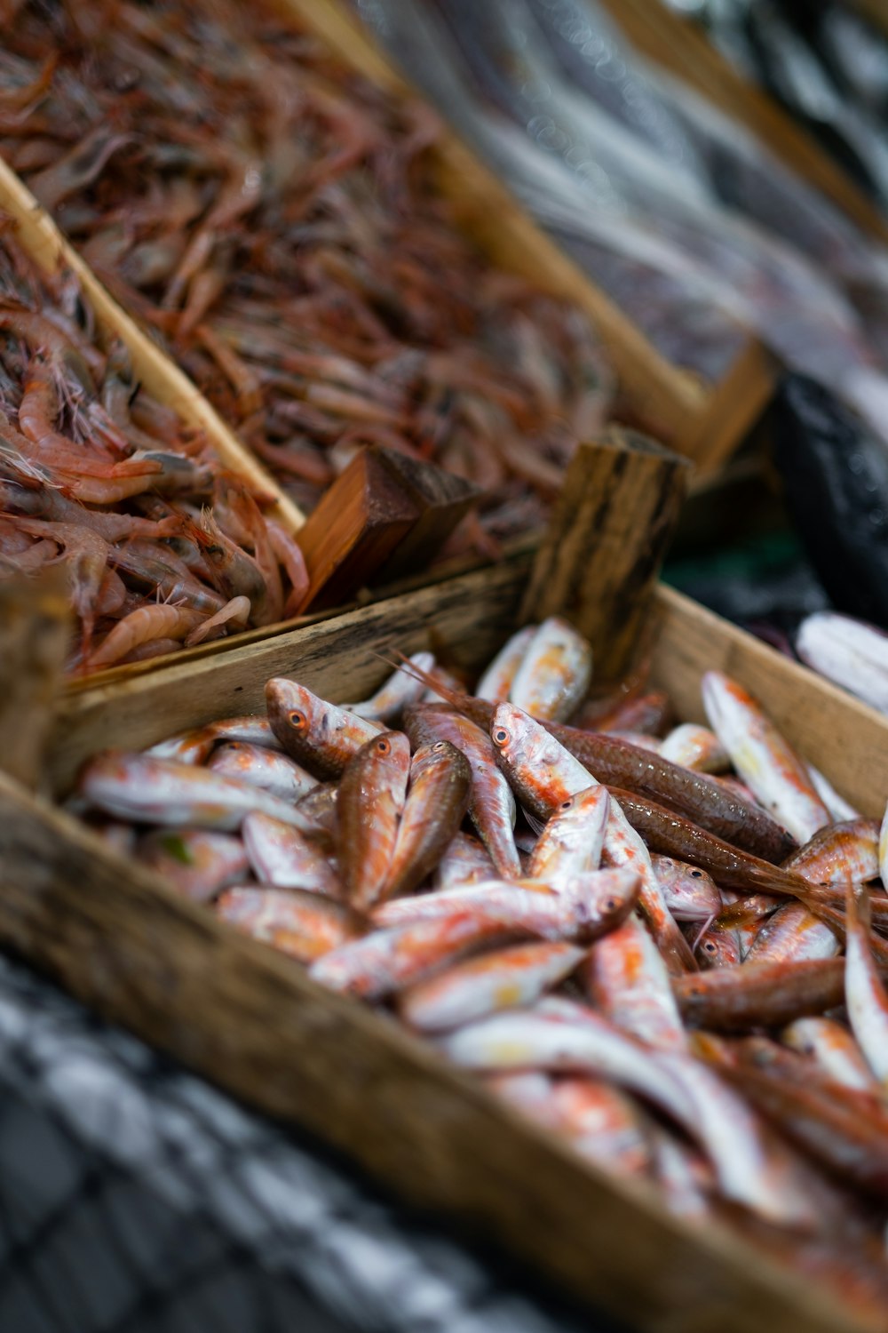 a box filled with lots of different kinds of fish