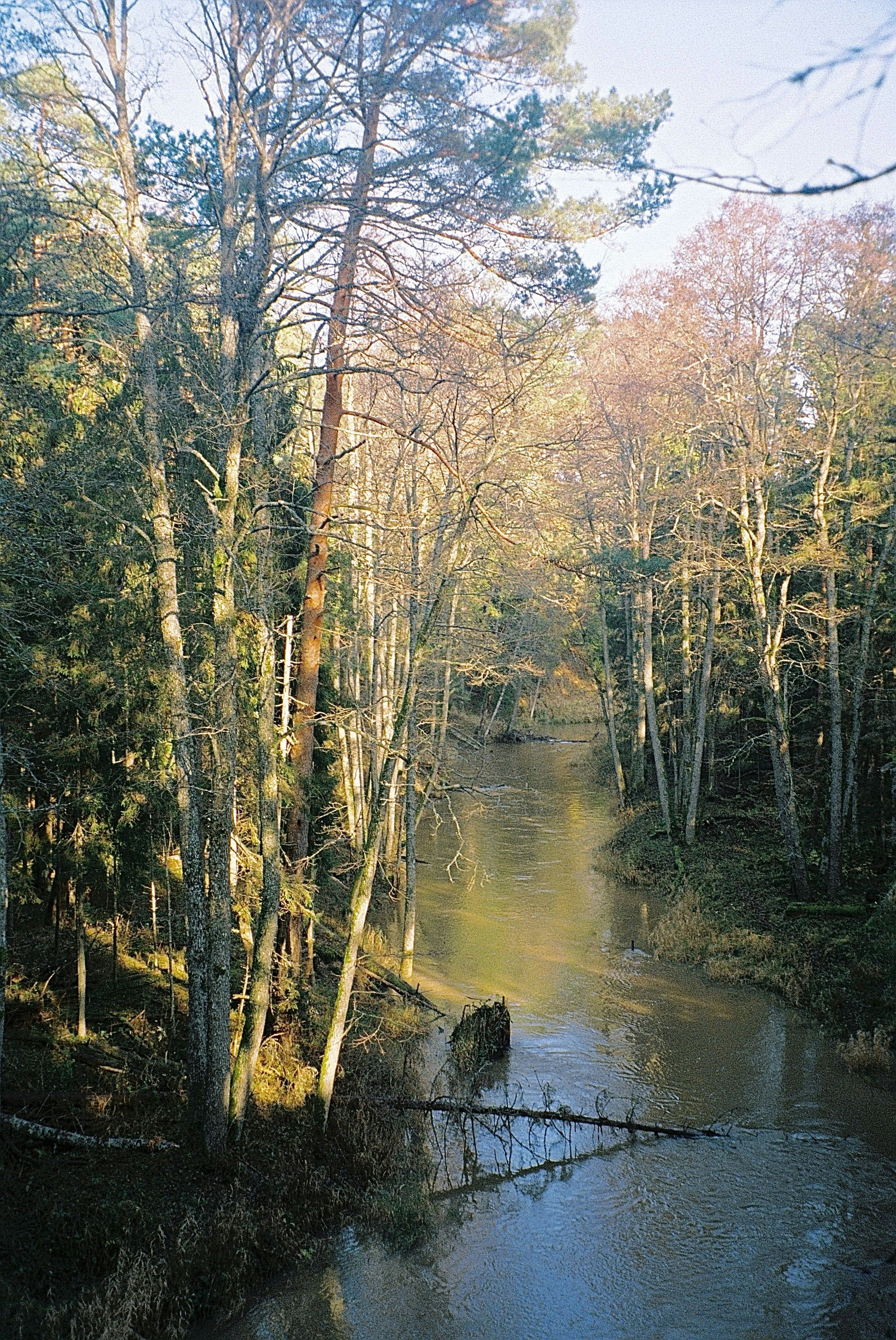 A river running through a forest filled with lots of trees photo – Free ...