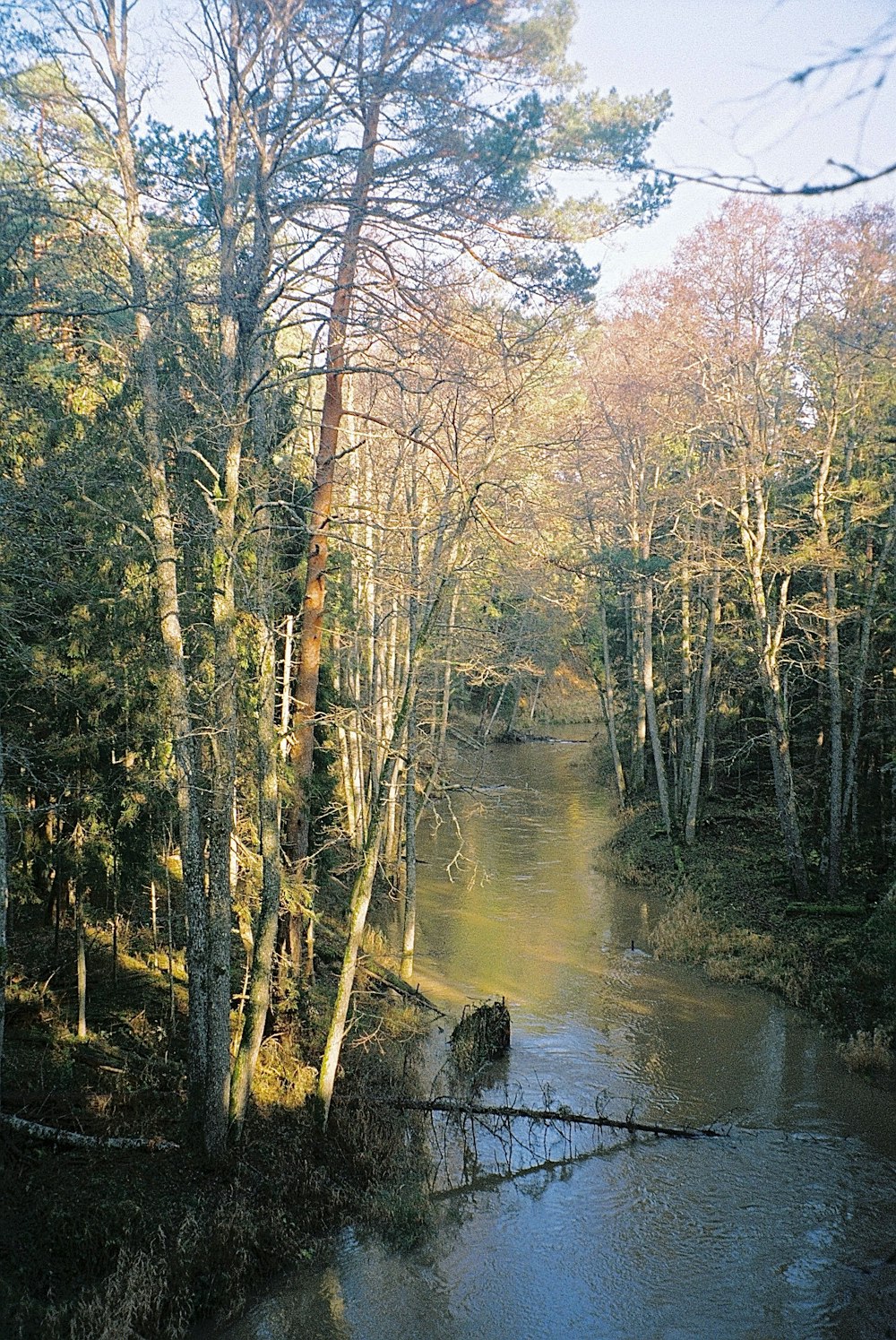 a river running through a forest filled with lots of trees