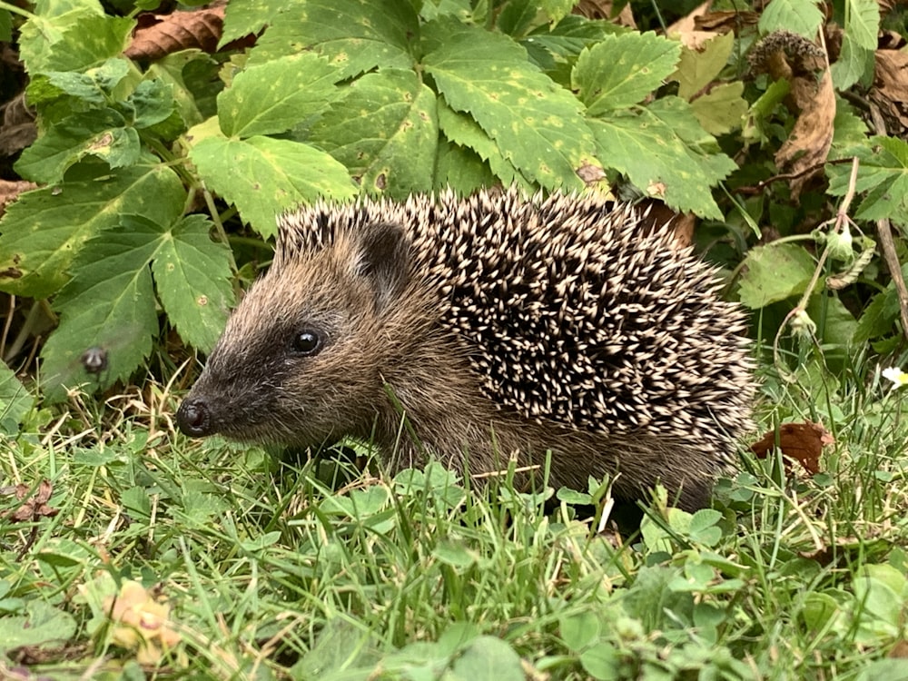 a hedgehog walking through a lush green forest