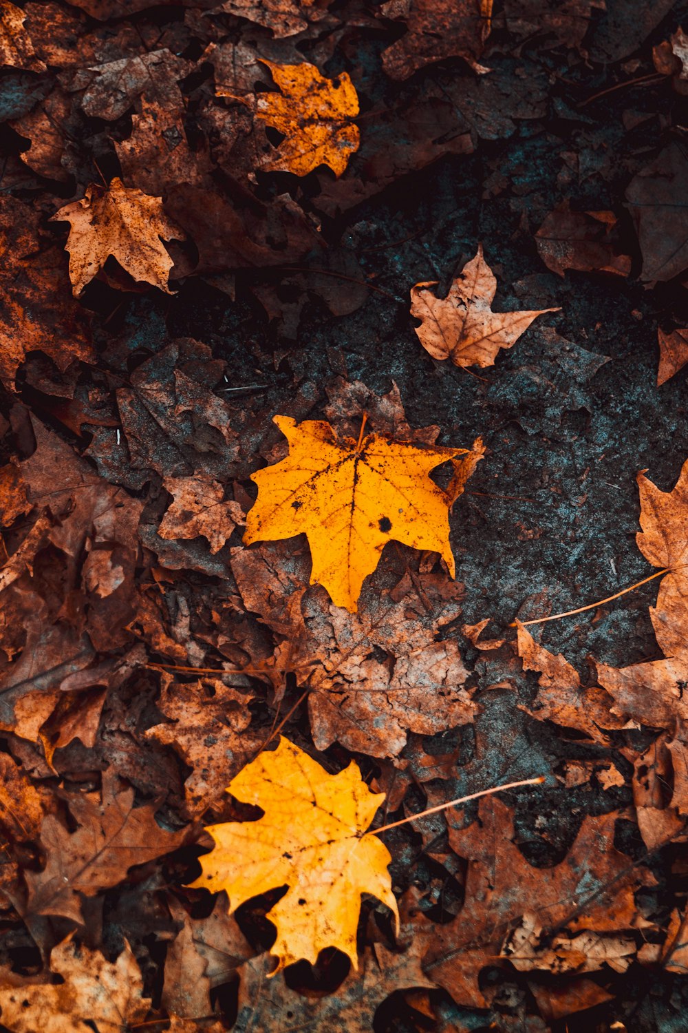 a couple of yellow leaves laying on the ground