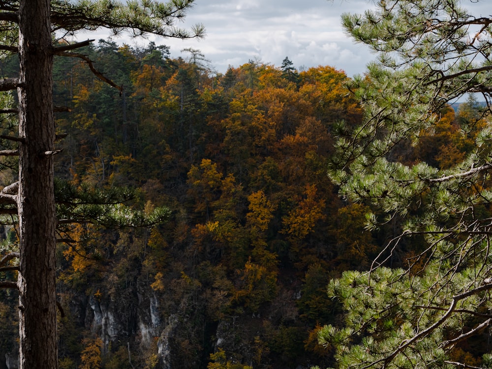 a forest filled with lots of tall trees