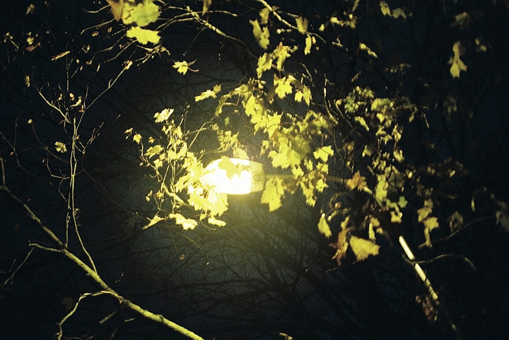 a street light shining through the branches of a tree