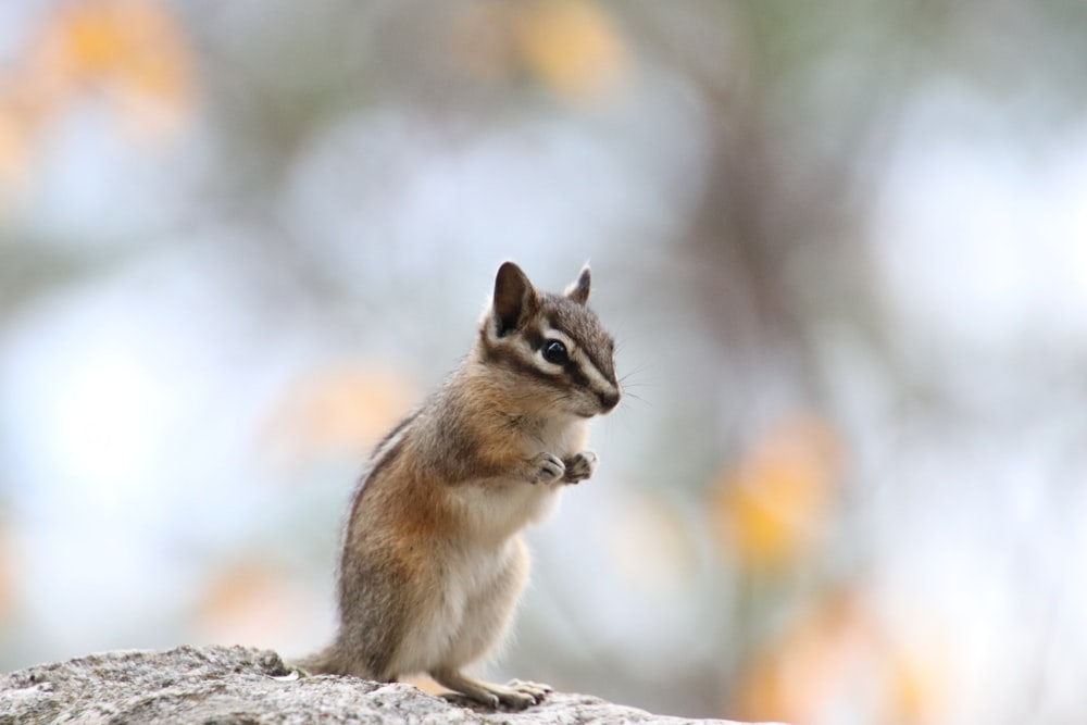 a small squirrel sitting on top of a rock