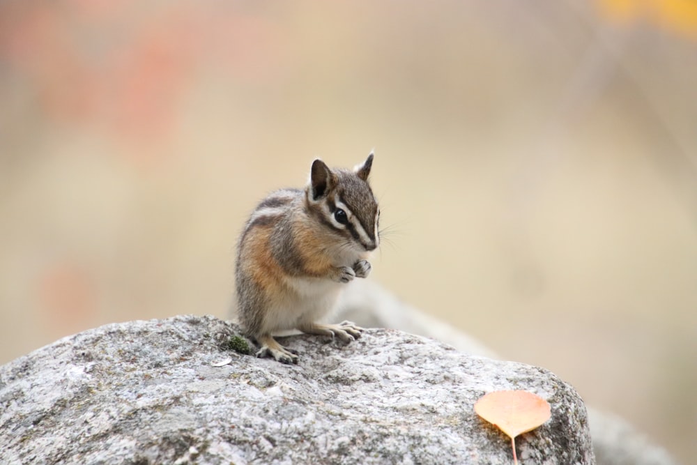 a small squirrel sitting on top of a rock