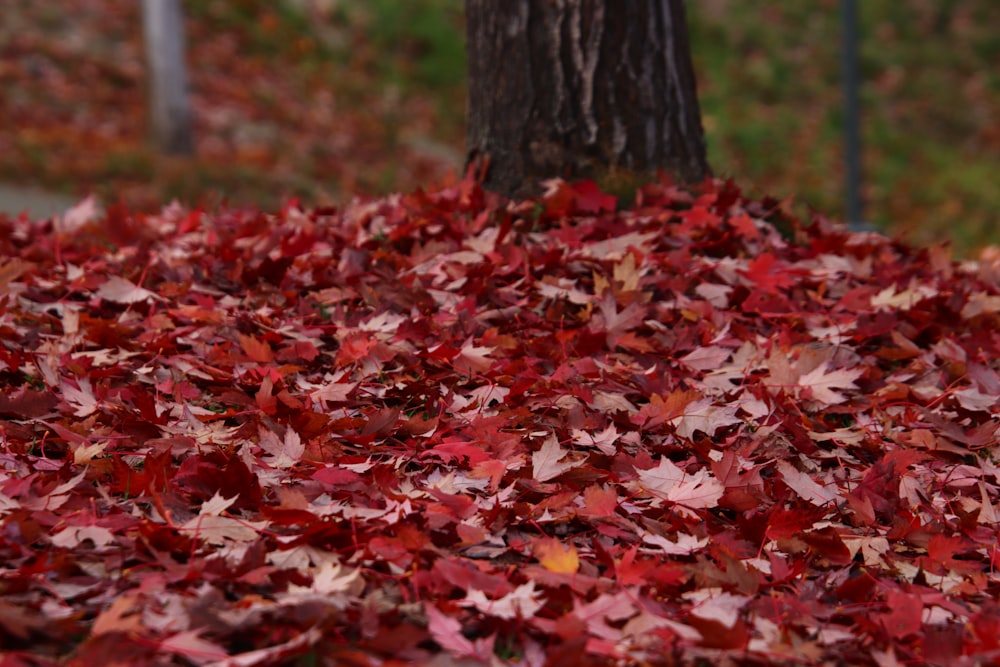a pile of red leaves next to a tree