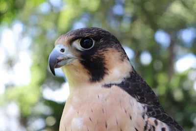 a close up of a bird of prey with trees in the background