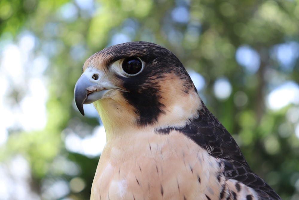 a close up of a bird of prey with trees in the background