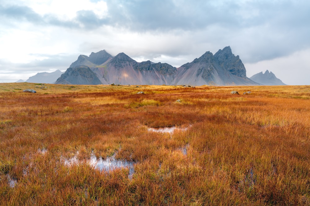 a grassy field with mountains in the background