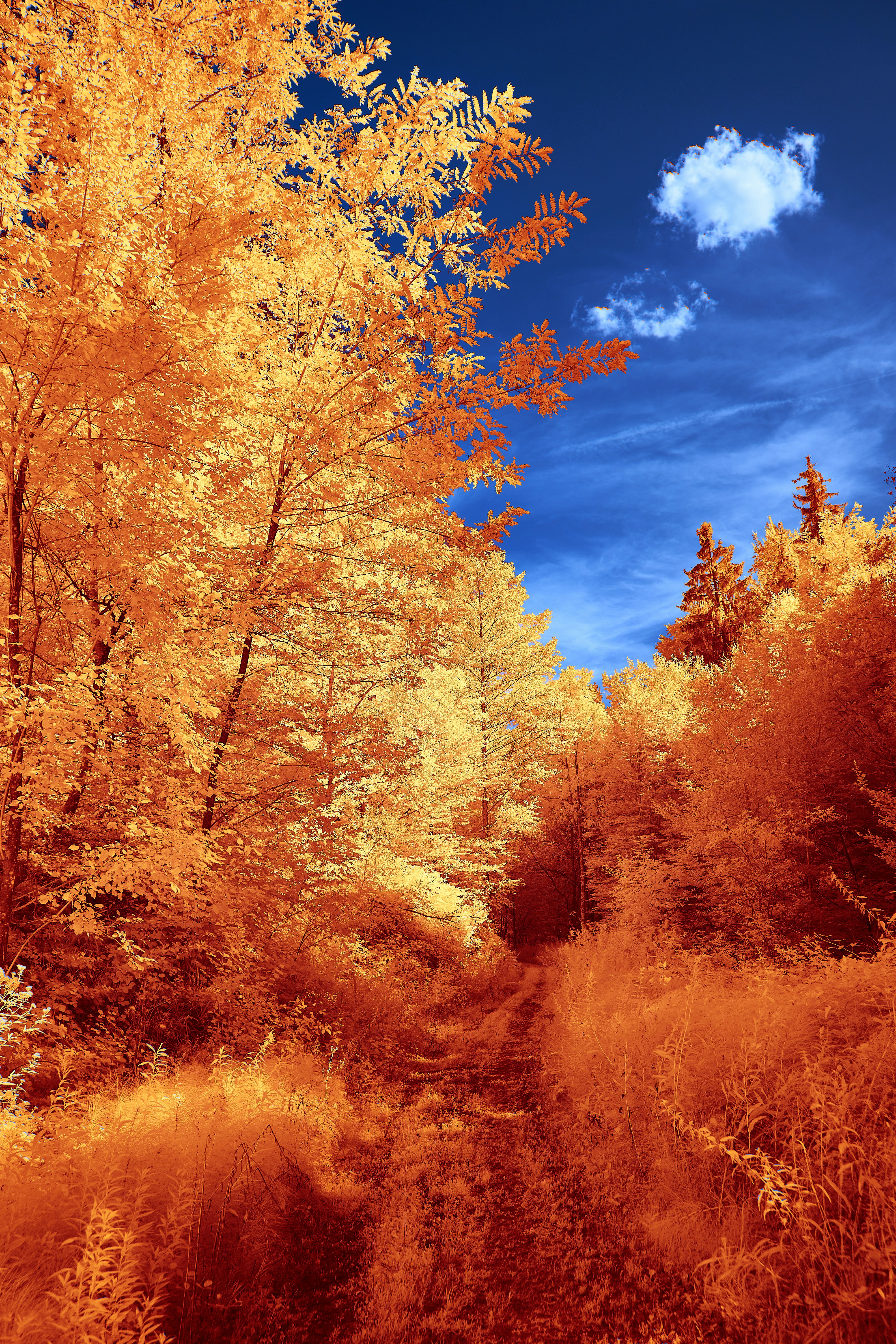 Photo by wolfgang_hasselmann