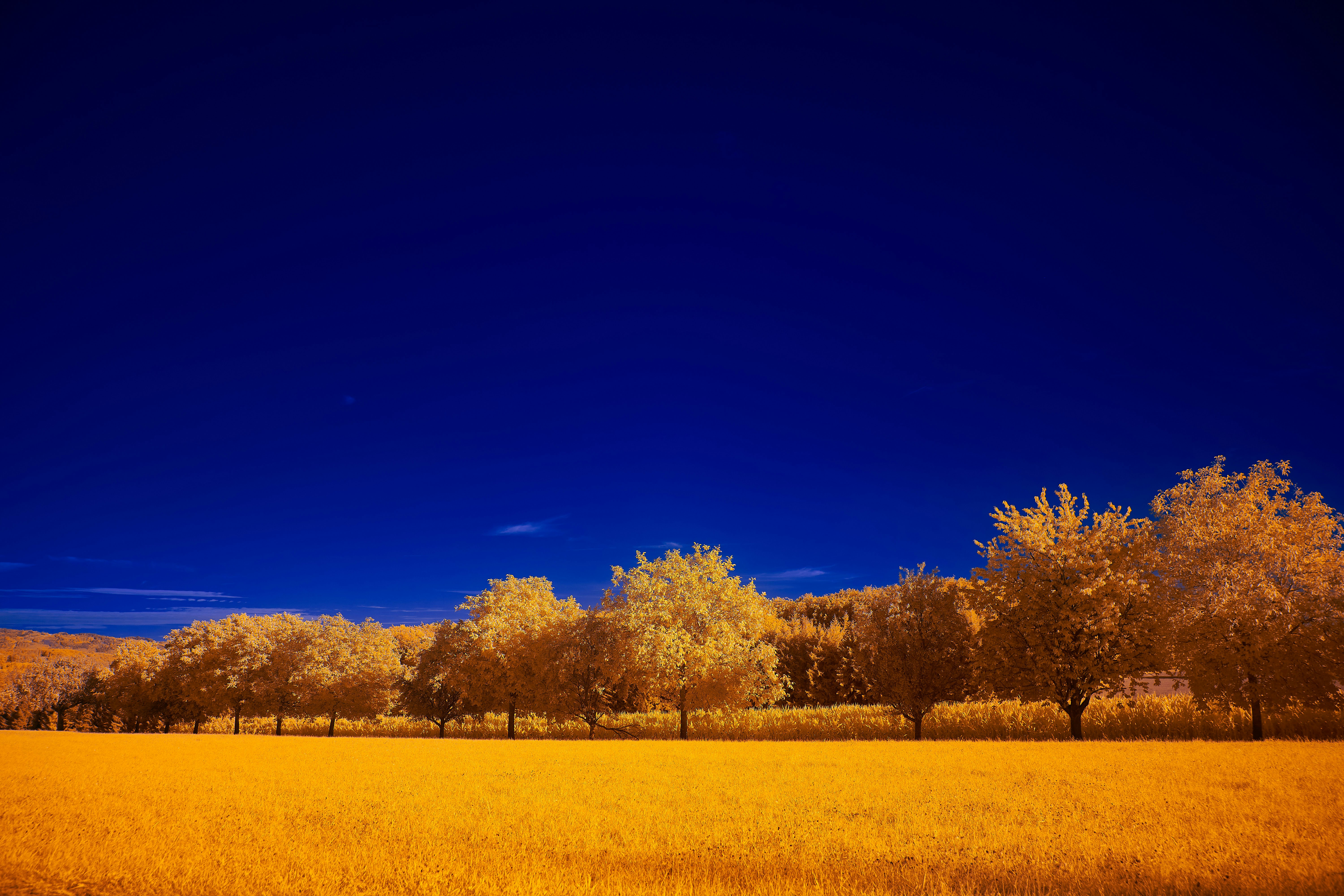 Photo by wolfgang_hasselmann