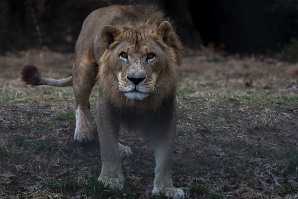 a close up of a lion on a field with trees in the background