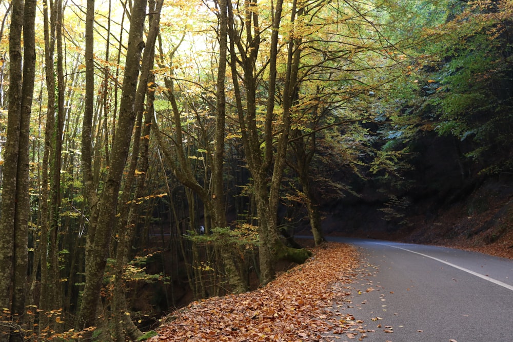 a road surrounded by trees with leaves on the ground