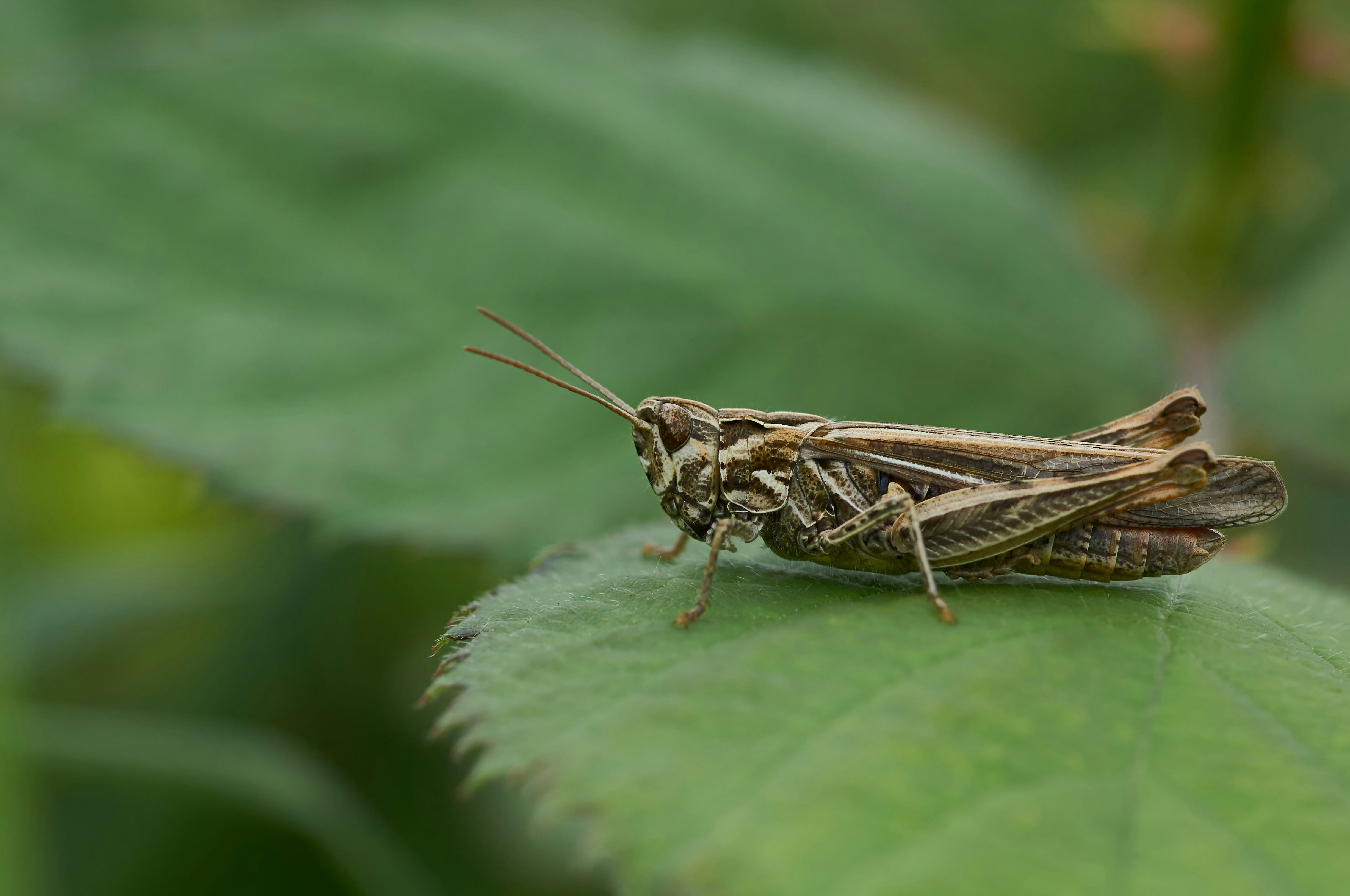 Photo by wolfgang_hasselmann