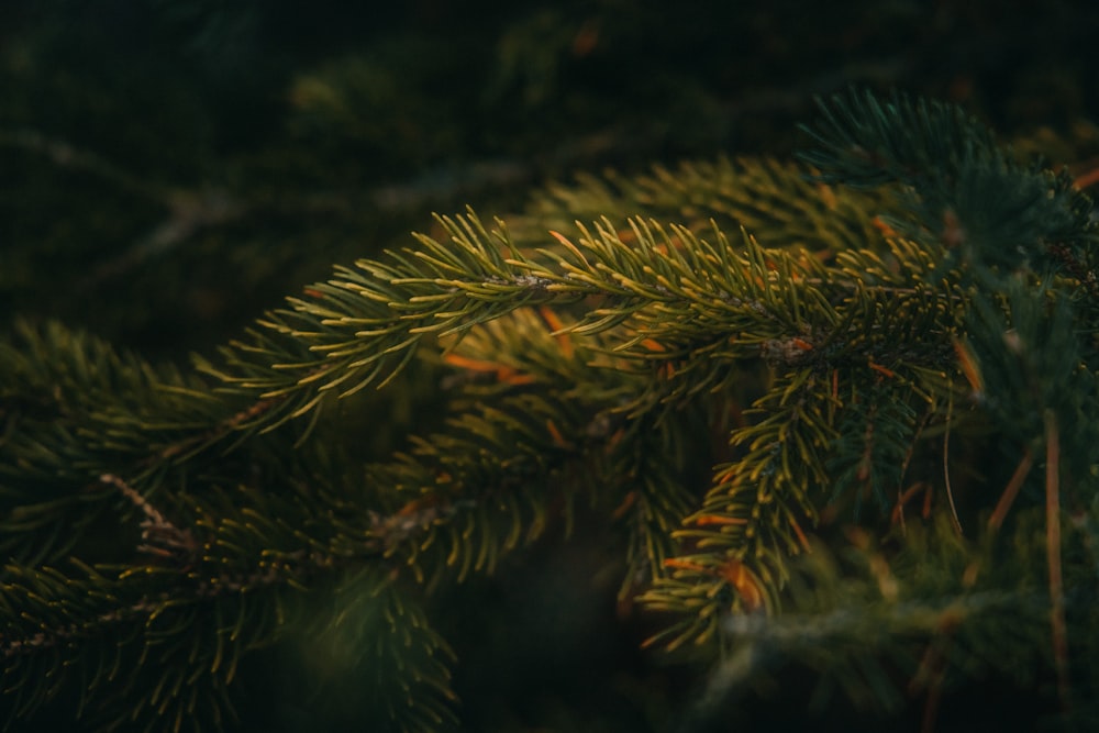 a close up of a pine tree branch