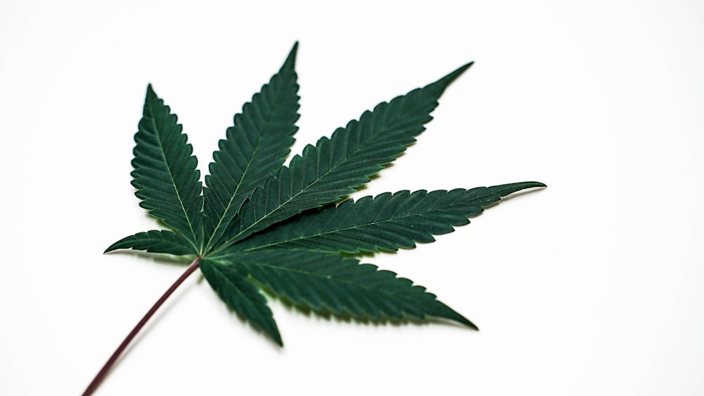 a close up of a green leaf on a white background