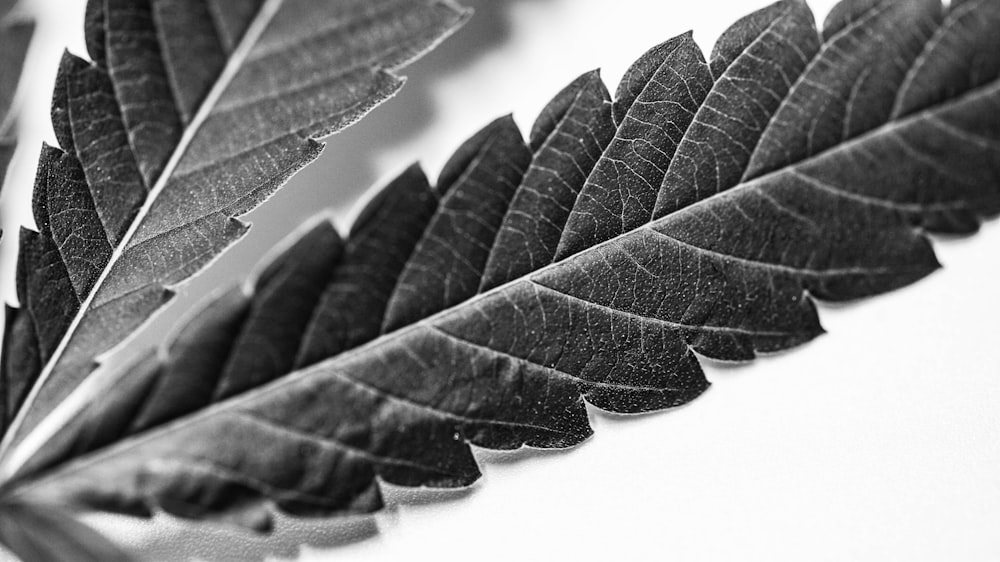 a black and white photo of a leaf