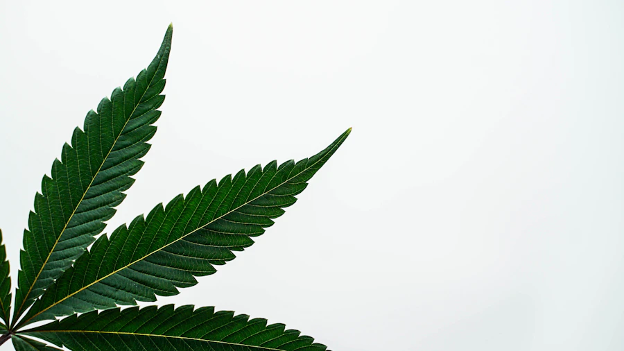 Close-up cannabis leaf detail