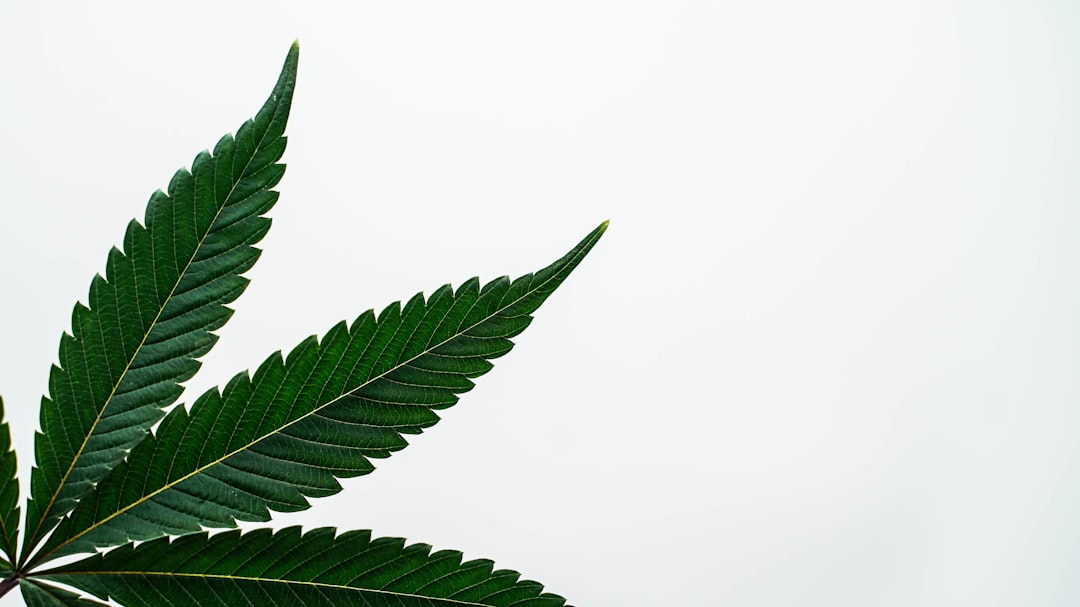 7 Reasons You Should Get an Ohio Medical Marijuana Card