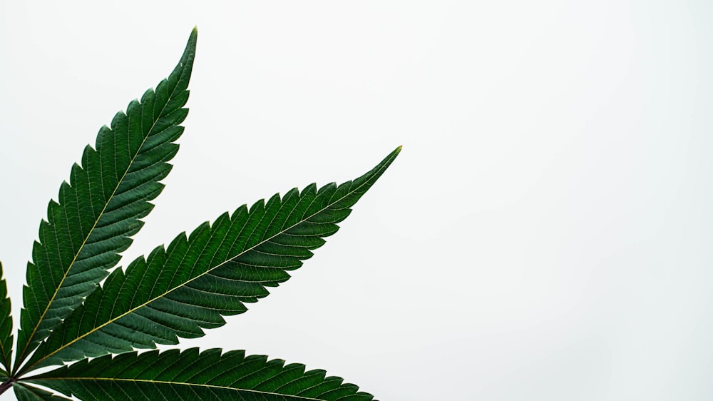 a close up of a green leaf on a white background