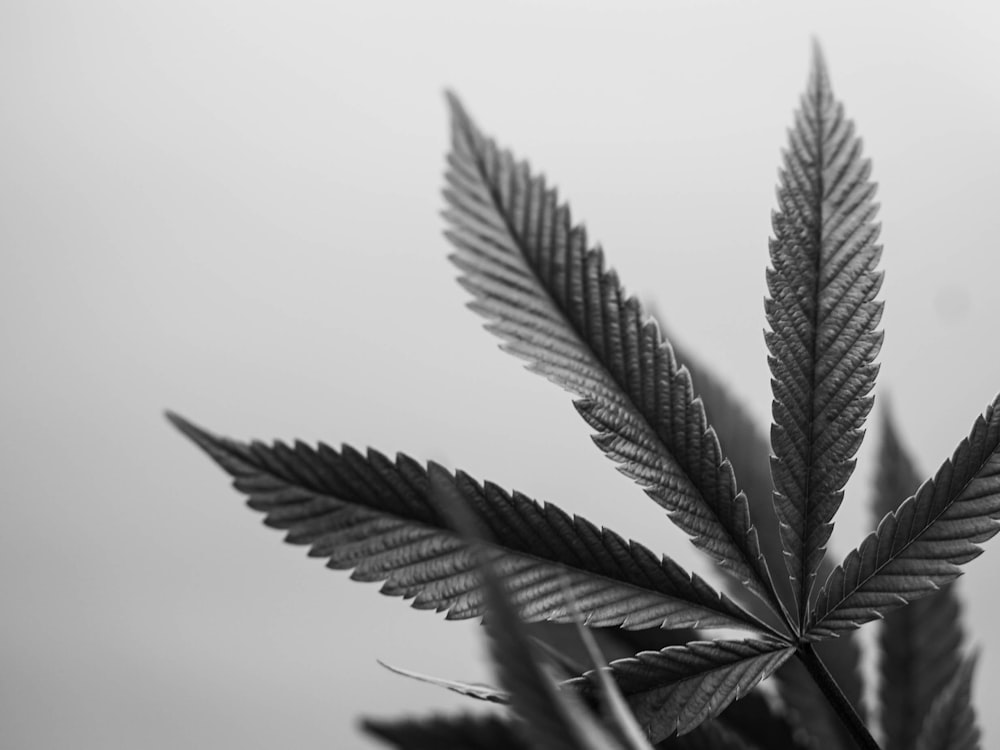 a black and white photo of a leaf