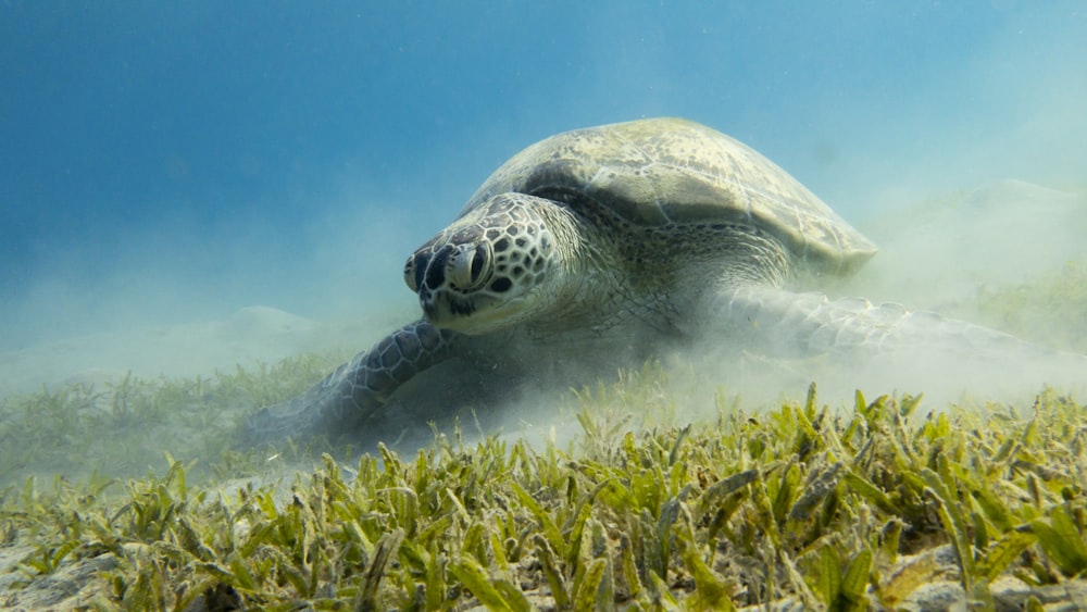 a green sea turtle swimming in the ocean