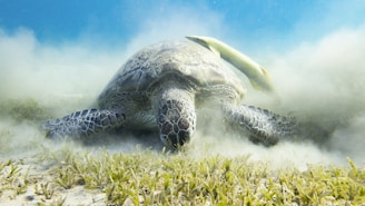 A sea turtle gracefully moves through a sandy underwater environment, with green seaweed scattered around. The turtle's shell displays intricate patterns, and a small fish, possibly a remora, is attached to its back. The surrounding water appears clear but slightly hazy with disturbed sand.