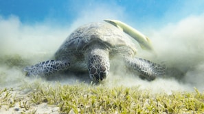 A sea turtle gracefully moves through a sandy underwater environment, with green seaweed scattered around. The turtle's shell displays intricate patterns, and a small fish, possibly a remora, is attached to its back. The surrounding water appears clear but slightly hazy with disturbed sand.