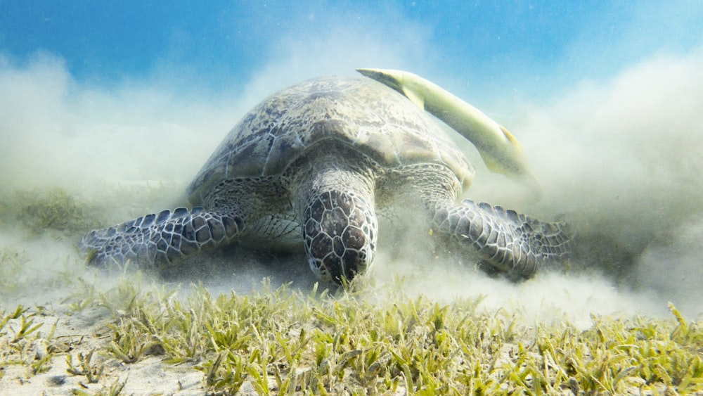 Una tortuga marina verde nadando en el océano