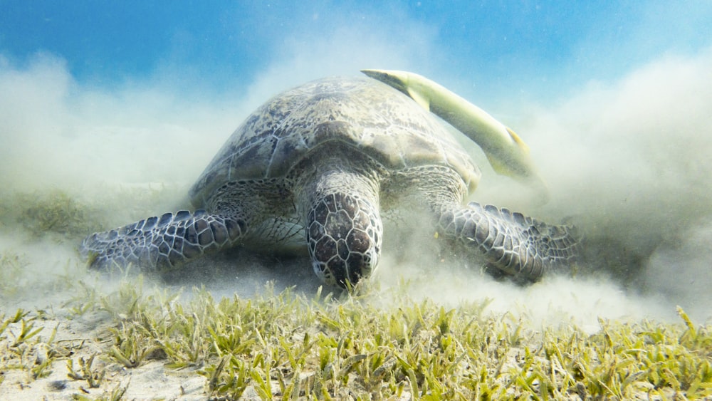 a green sea turtle swimming in the ocean