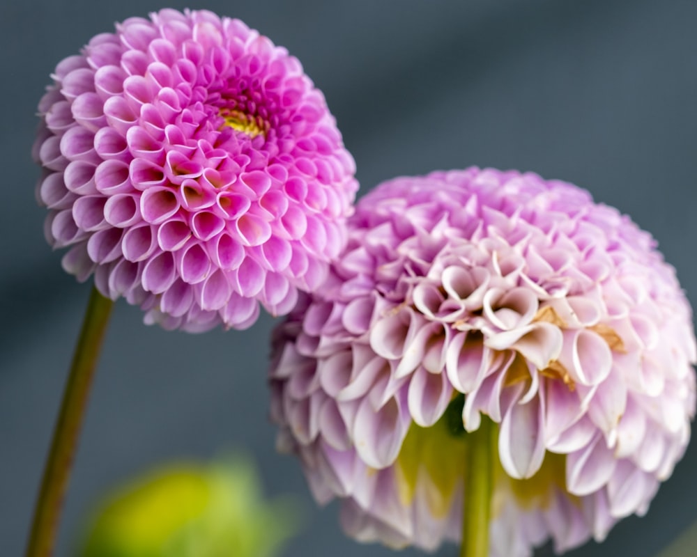 two purple flowers with a gray background