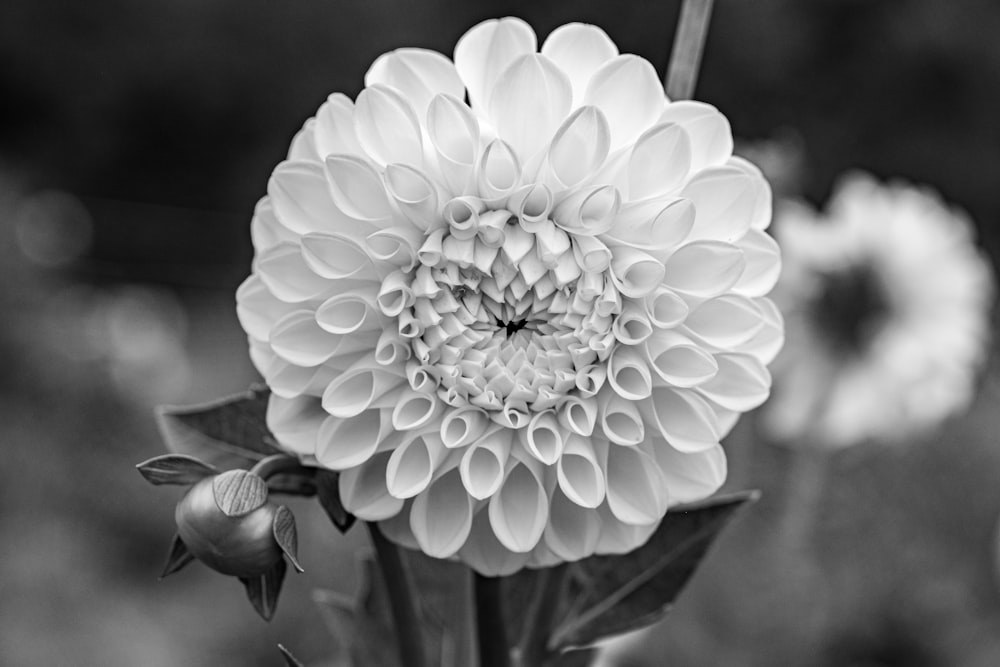 a black and white photo of a large flower