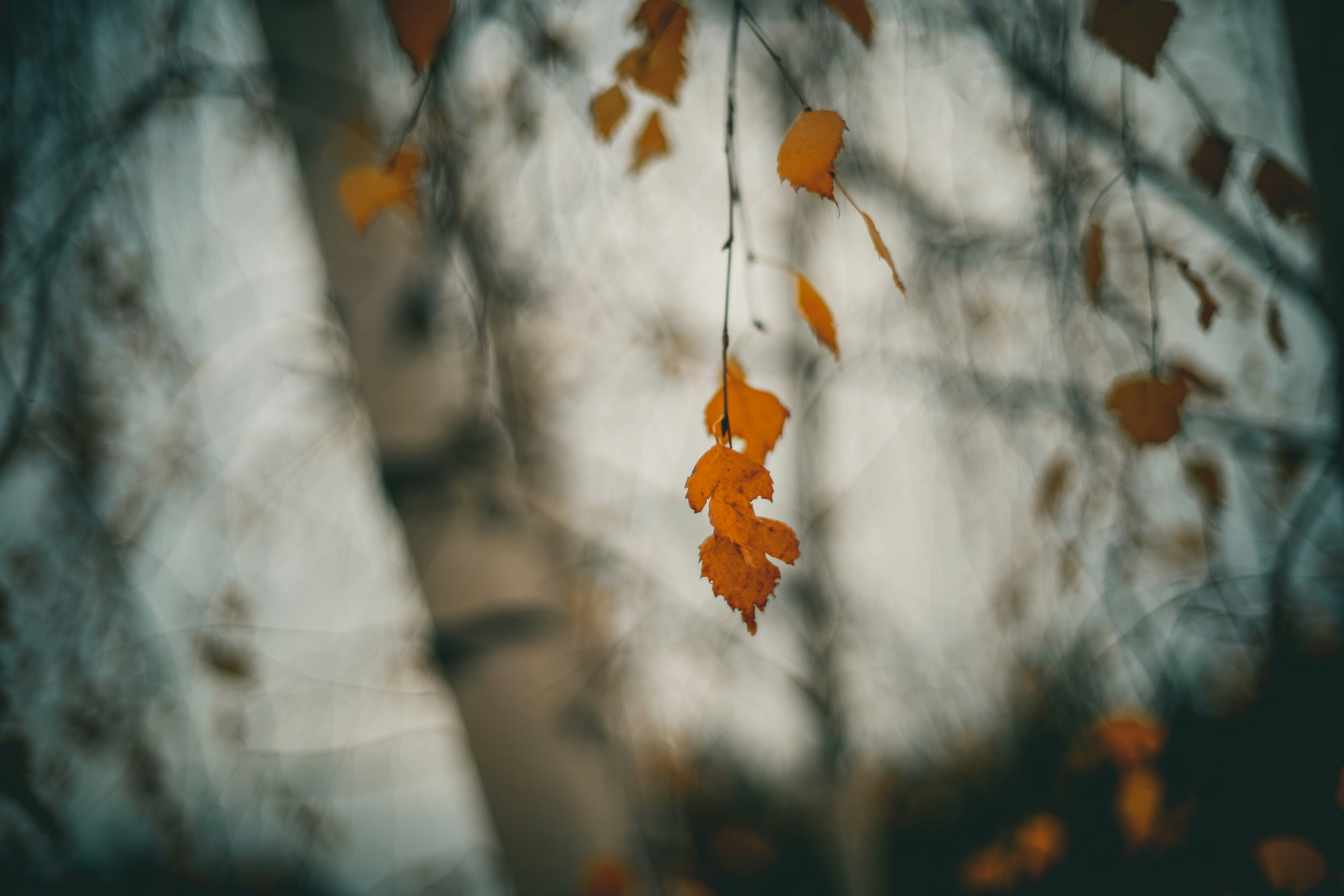 Photo by raimondklavins