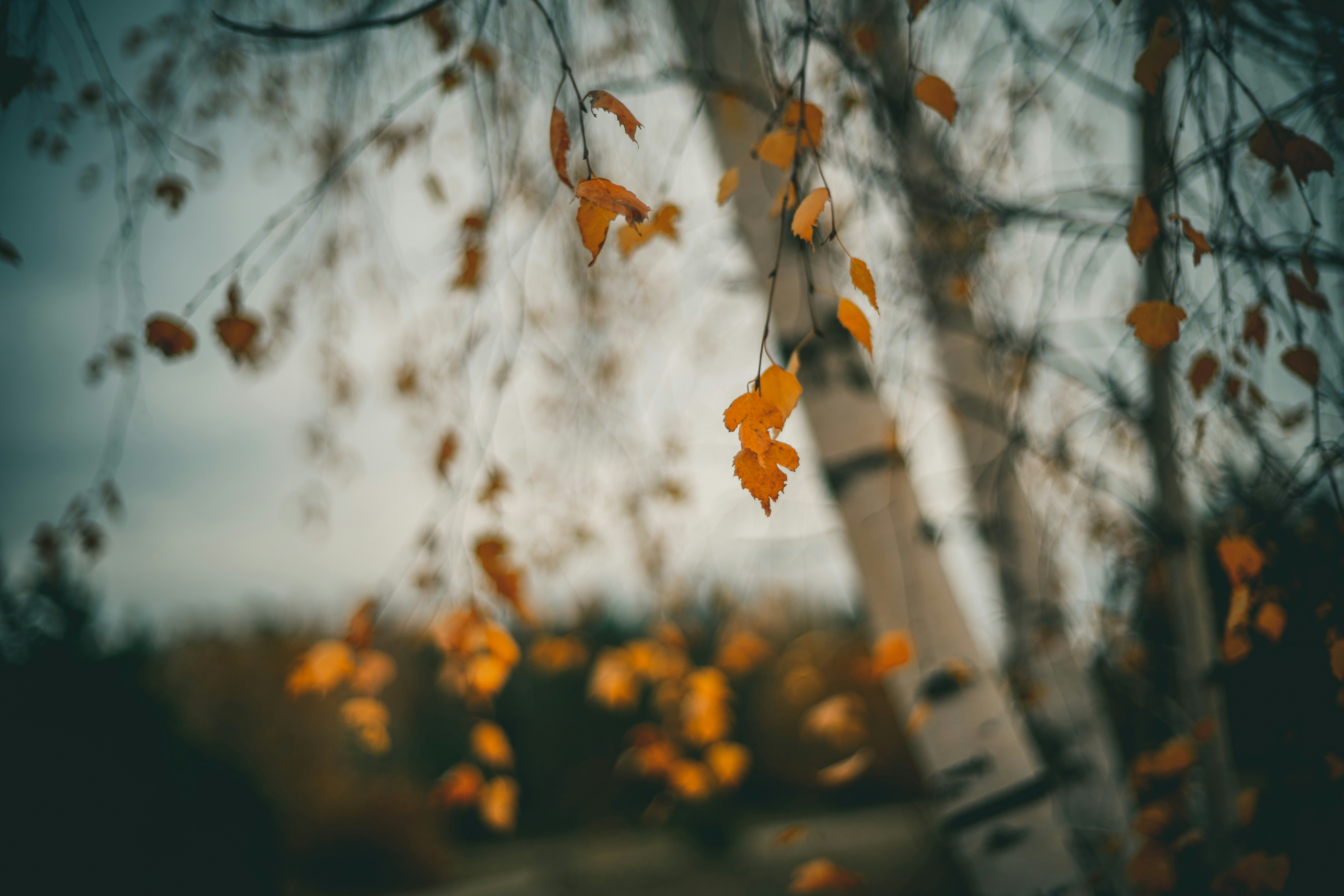 Photo by raimondklavins