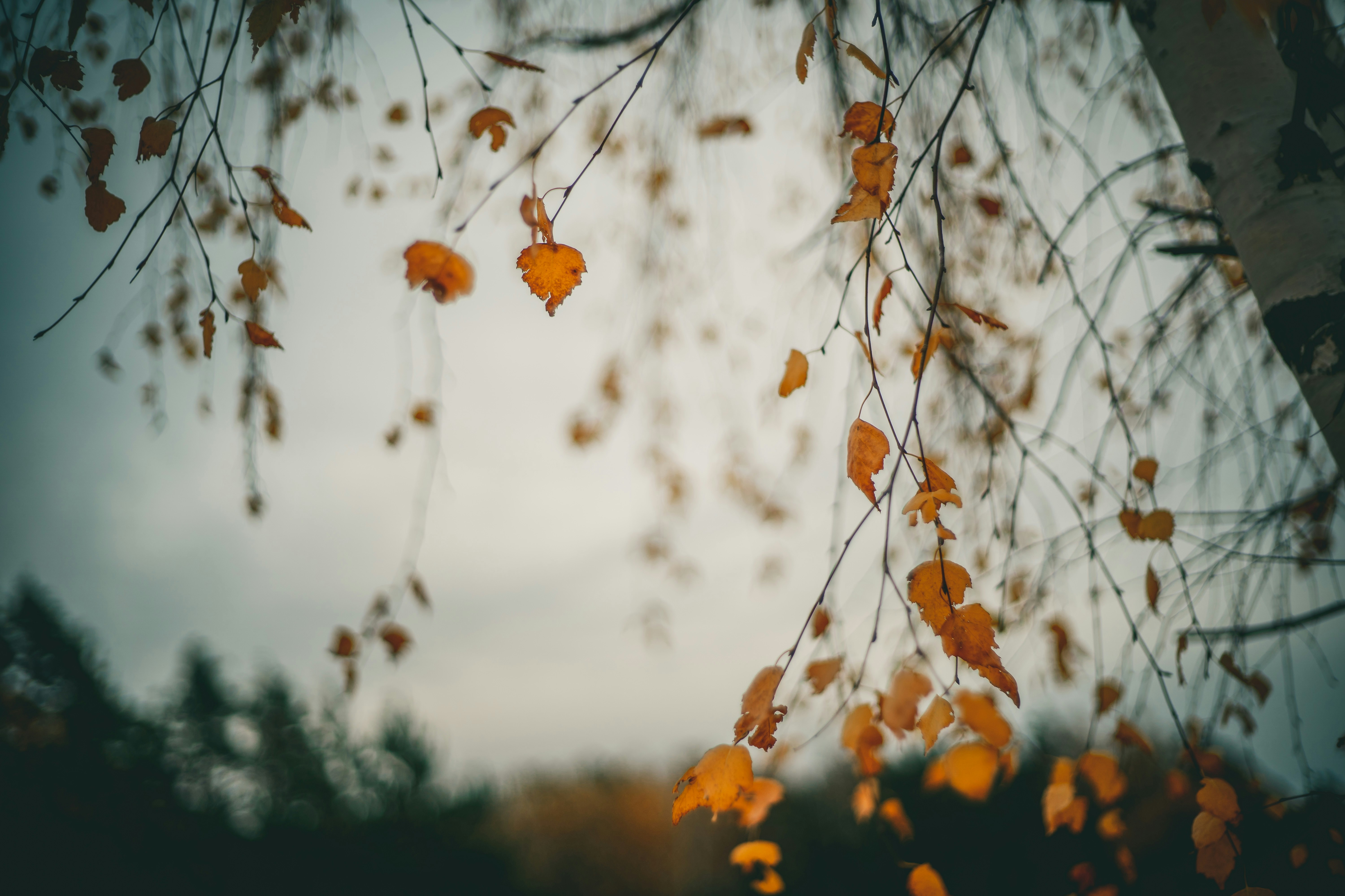 Photo by raimondklavins