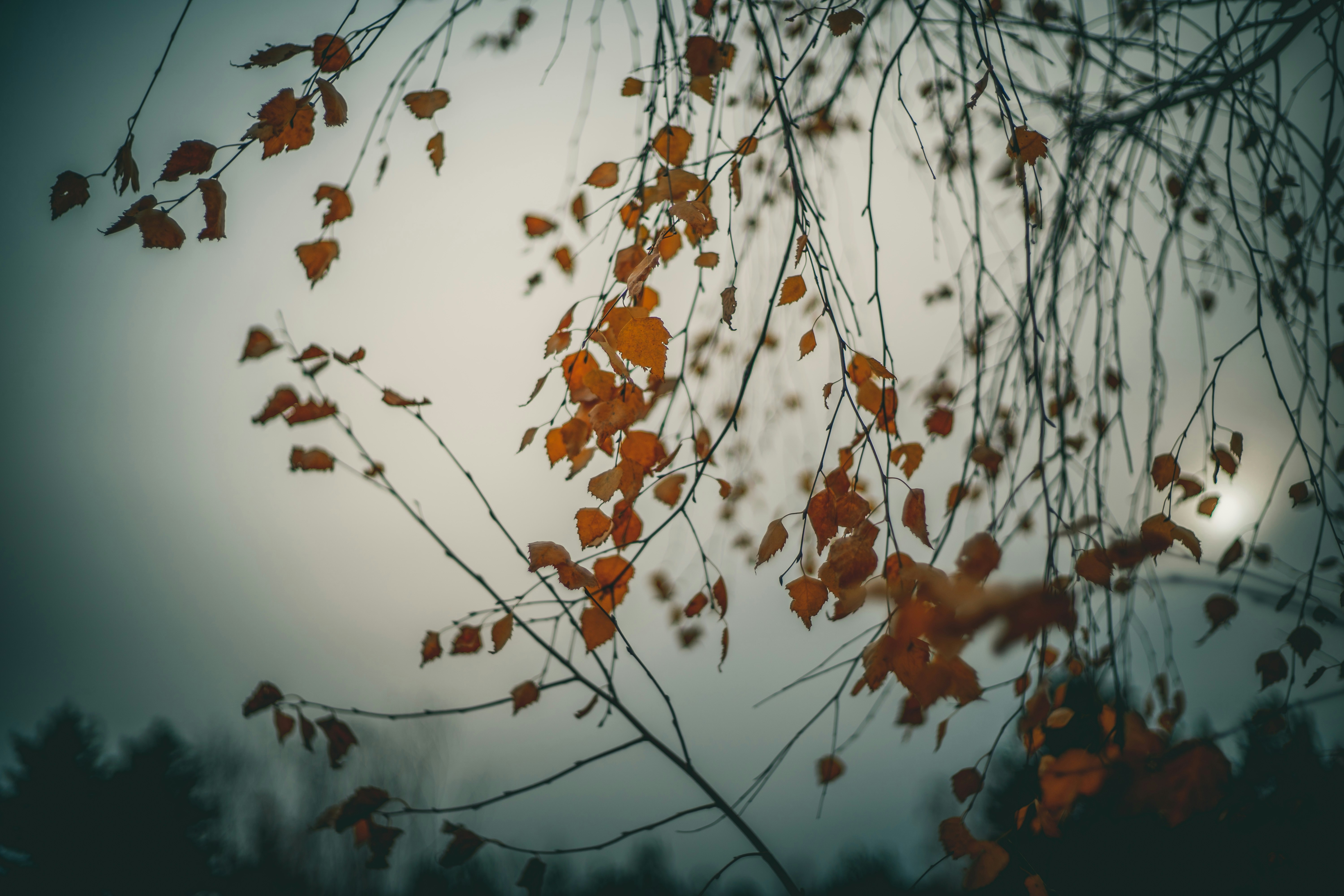 Photo by raimondklavins