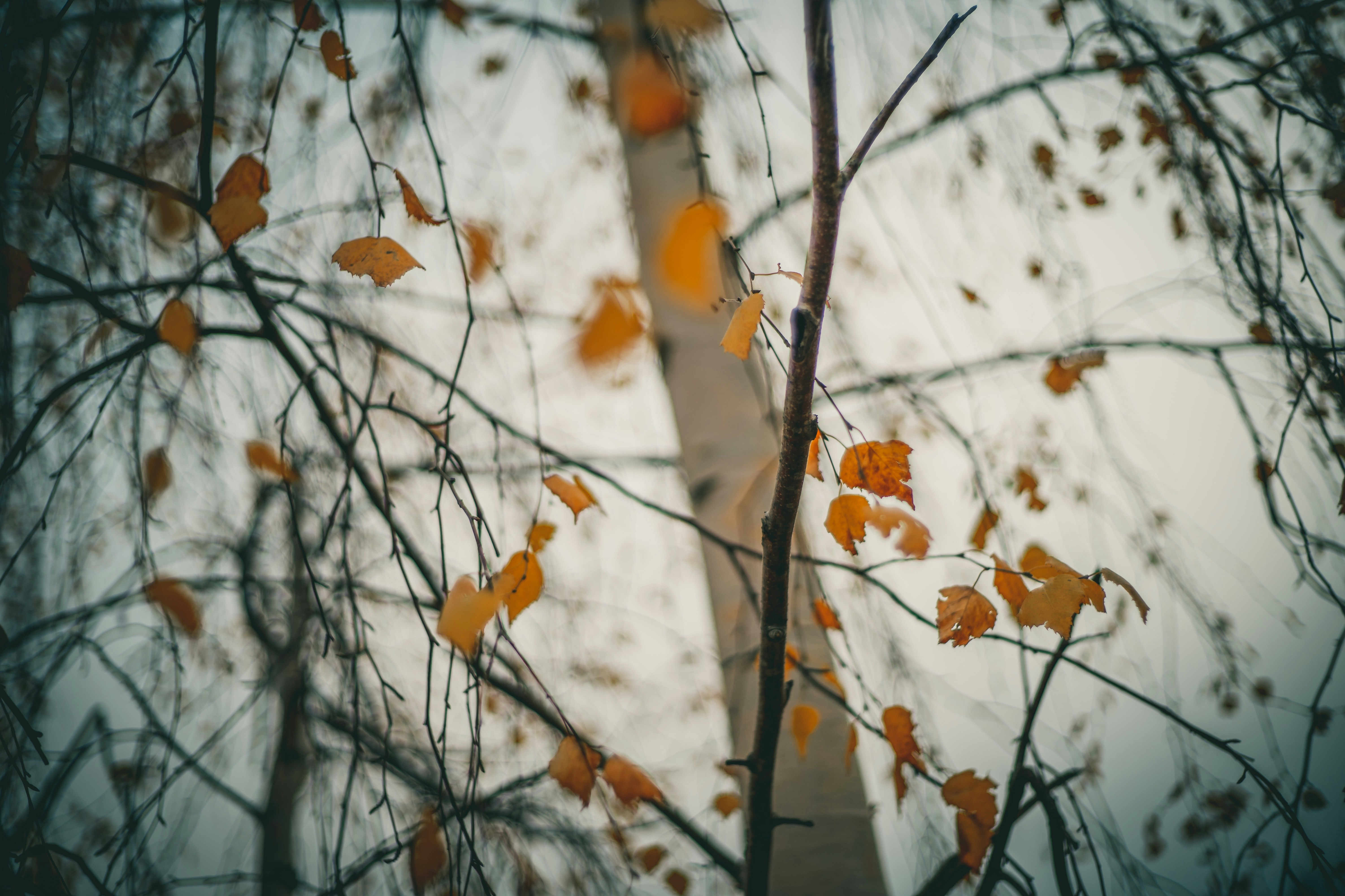 Photo by raimondklavins