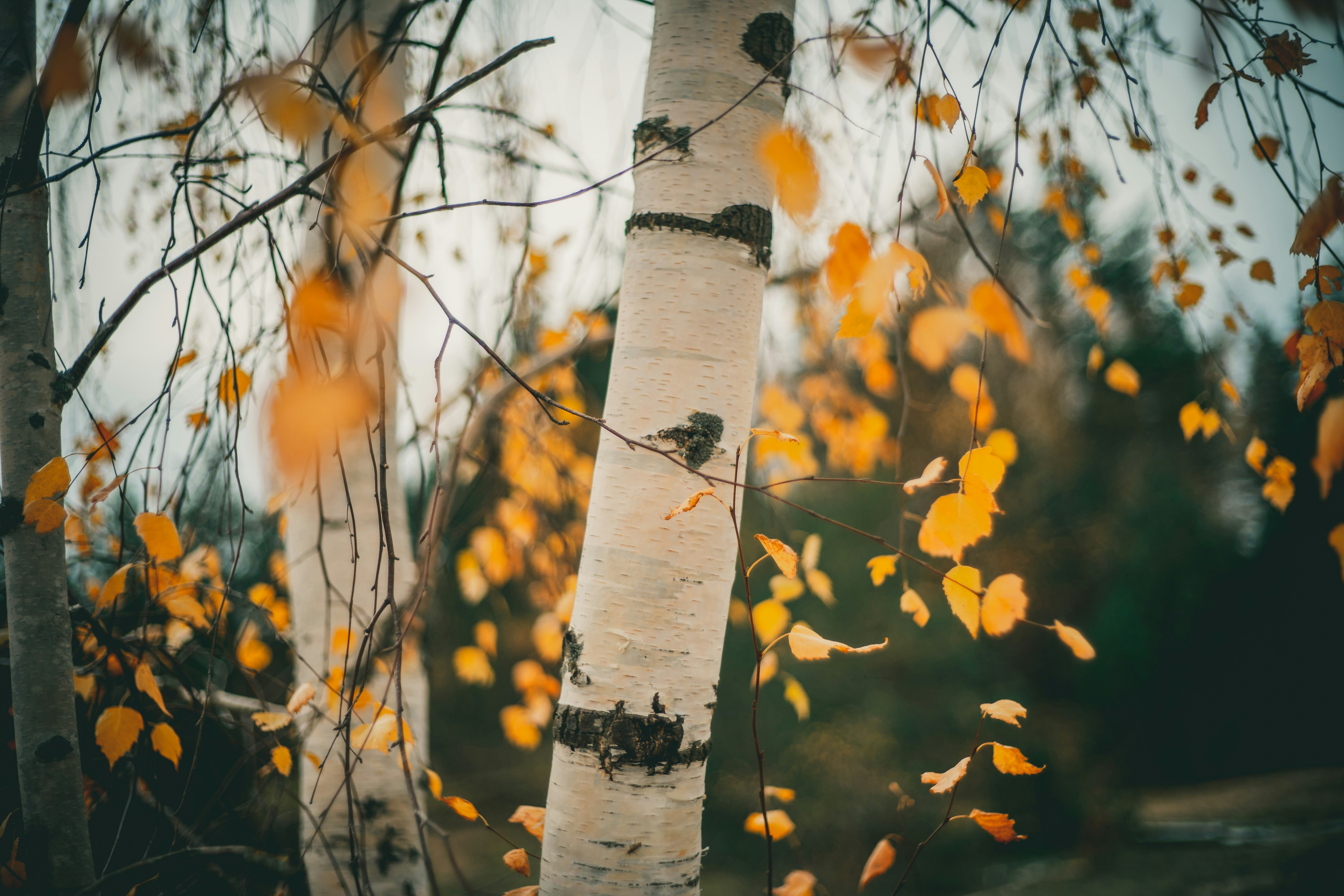 Silver birch trunk with yellow leave.