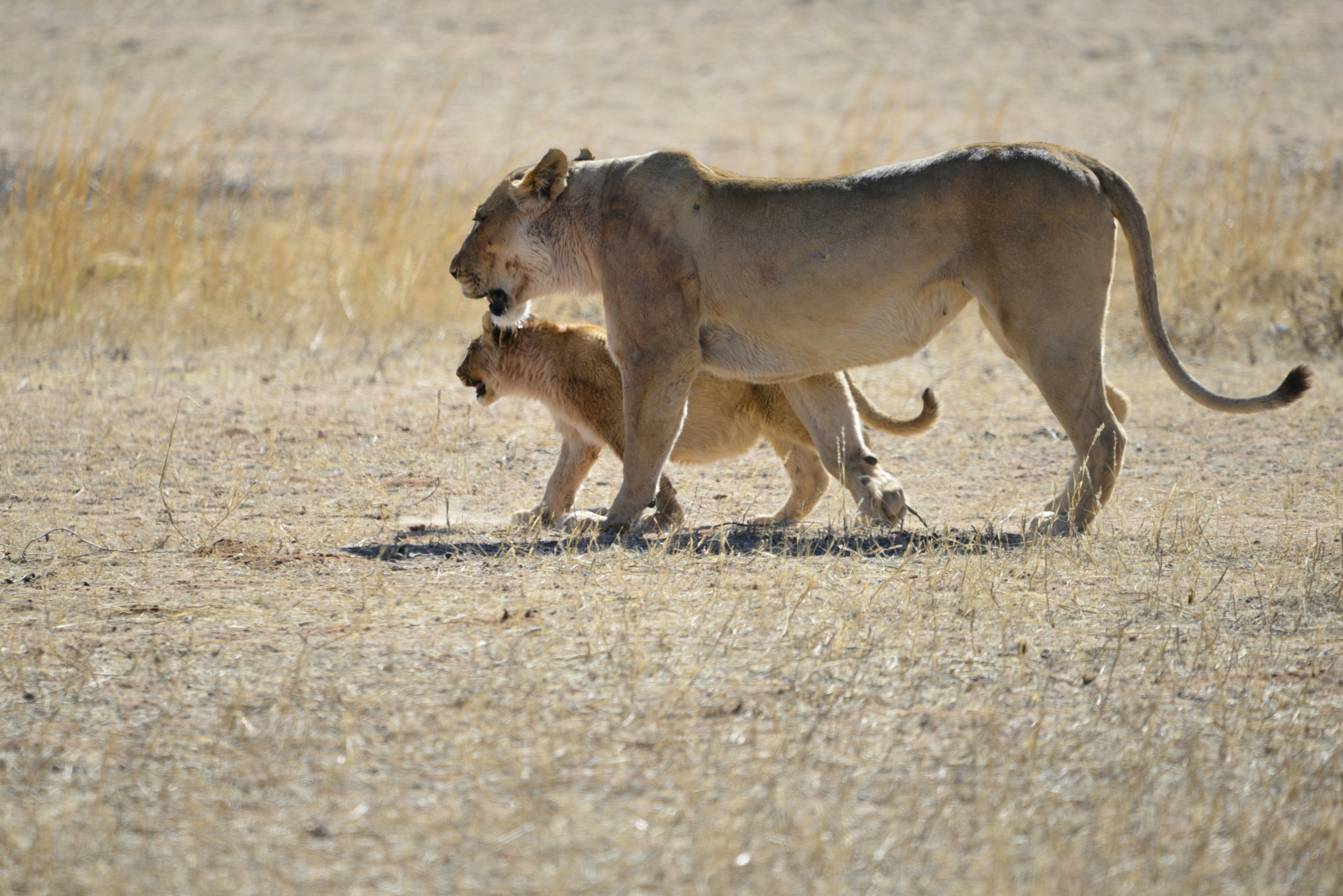 The Ever-Present Threats (image credits: unsplash)