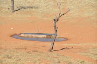 A dry landscape features a solitary, leafless tree beside a small water trough filled with a minimal amount of water. The ground is covered in light brown soil with sparse patches of dry grass.